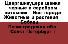 Цвергшнауцера щенки черные с серебром питомник - Все города Животные и растения » Собаки   . Ленинградская обл.,Санкт-Петербург г.